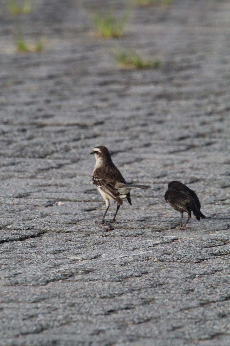 マミジロマネシツグミ - ML644491579
