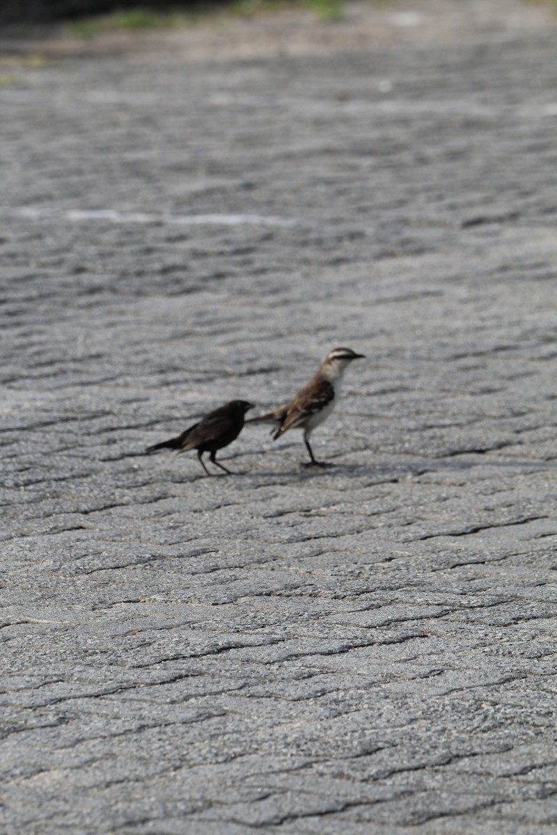 マミジロマネシツグミ - ML644491580