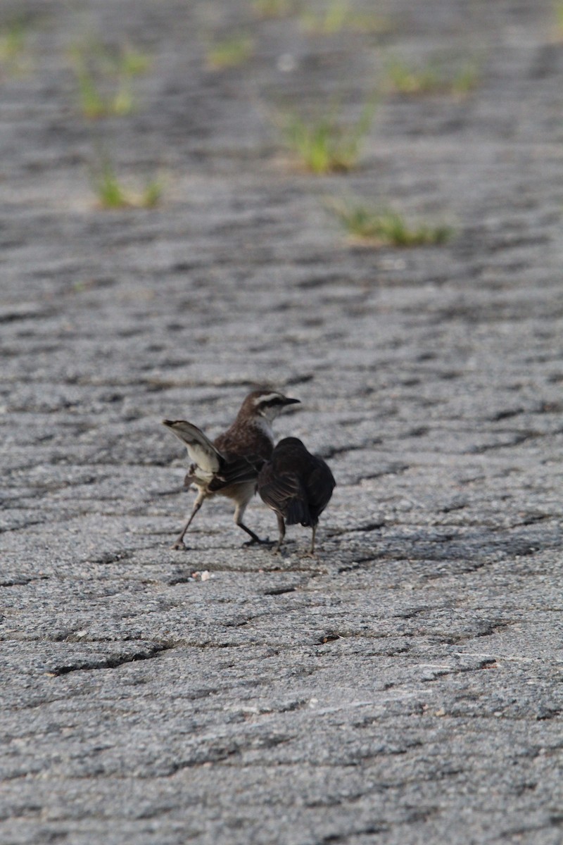 マミジロマネシツグミ - ML644491581