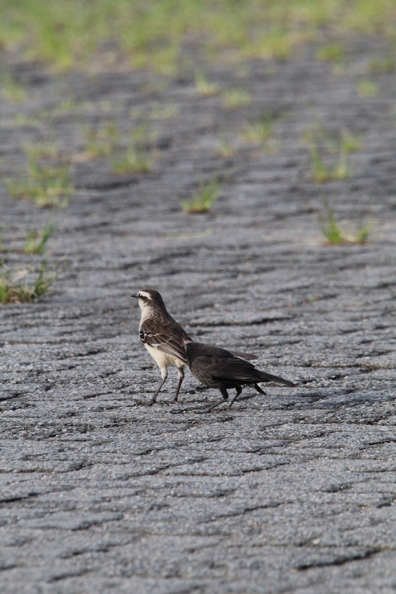 マミジロマネシツグミ - ML644491582