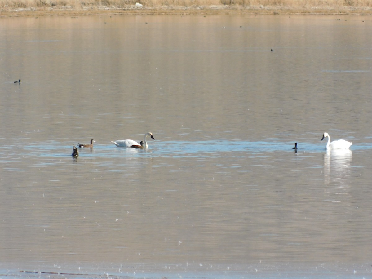 Beltxarga txistularia - ML644491585