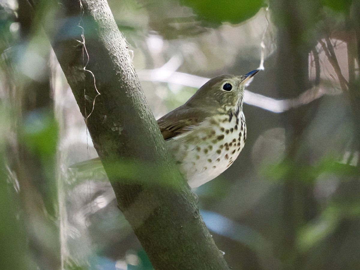 Hermit Thrush - ML644491588