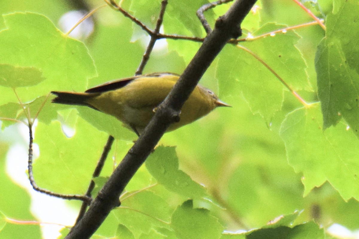 Nashville Warbler - ML644491592