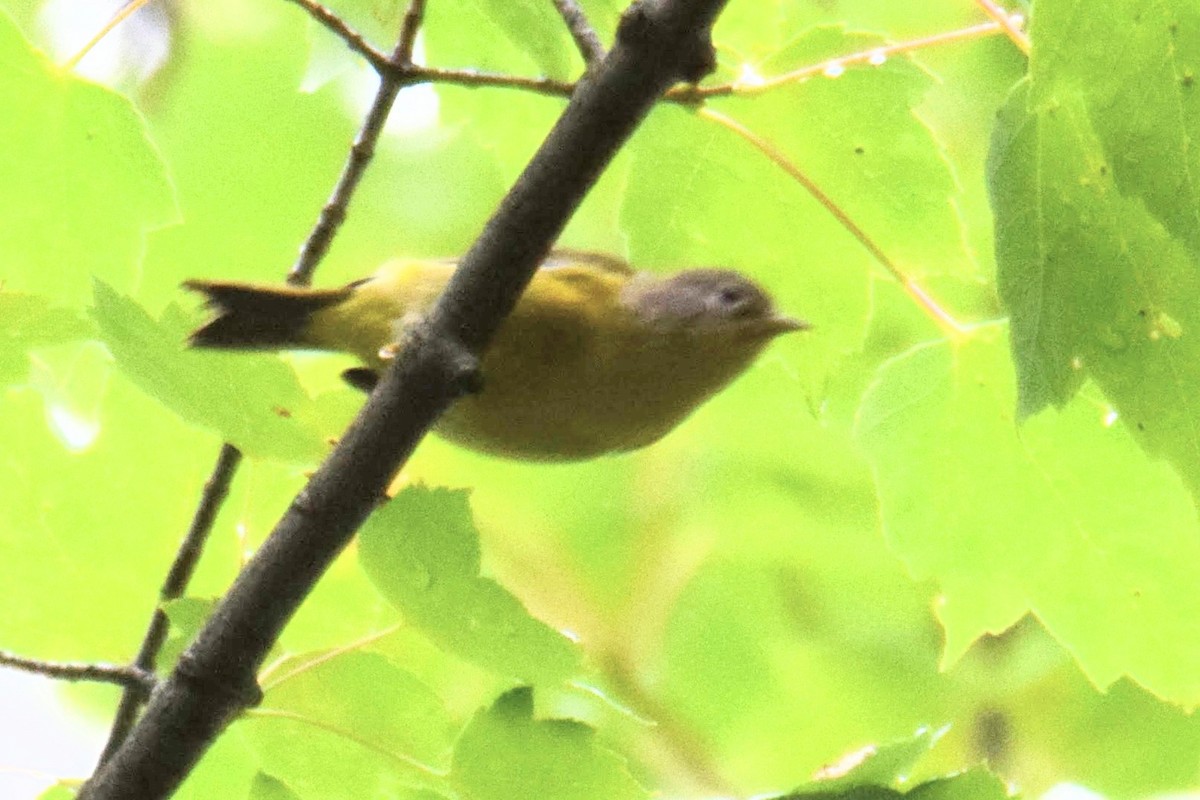 Nashville Warbler - ML644491593