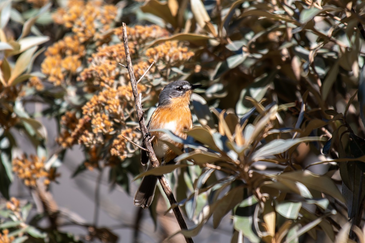 Gray-backed Tachuri - ML644491600