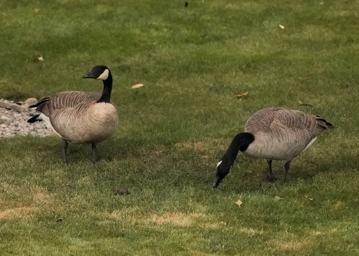 カナダガン - ML644491610