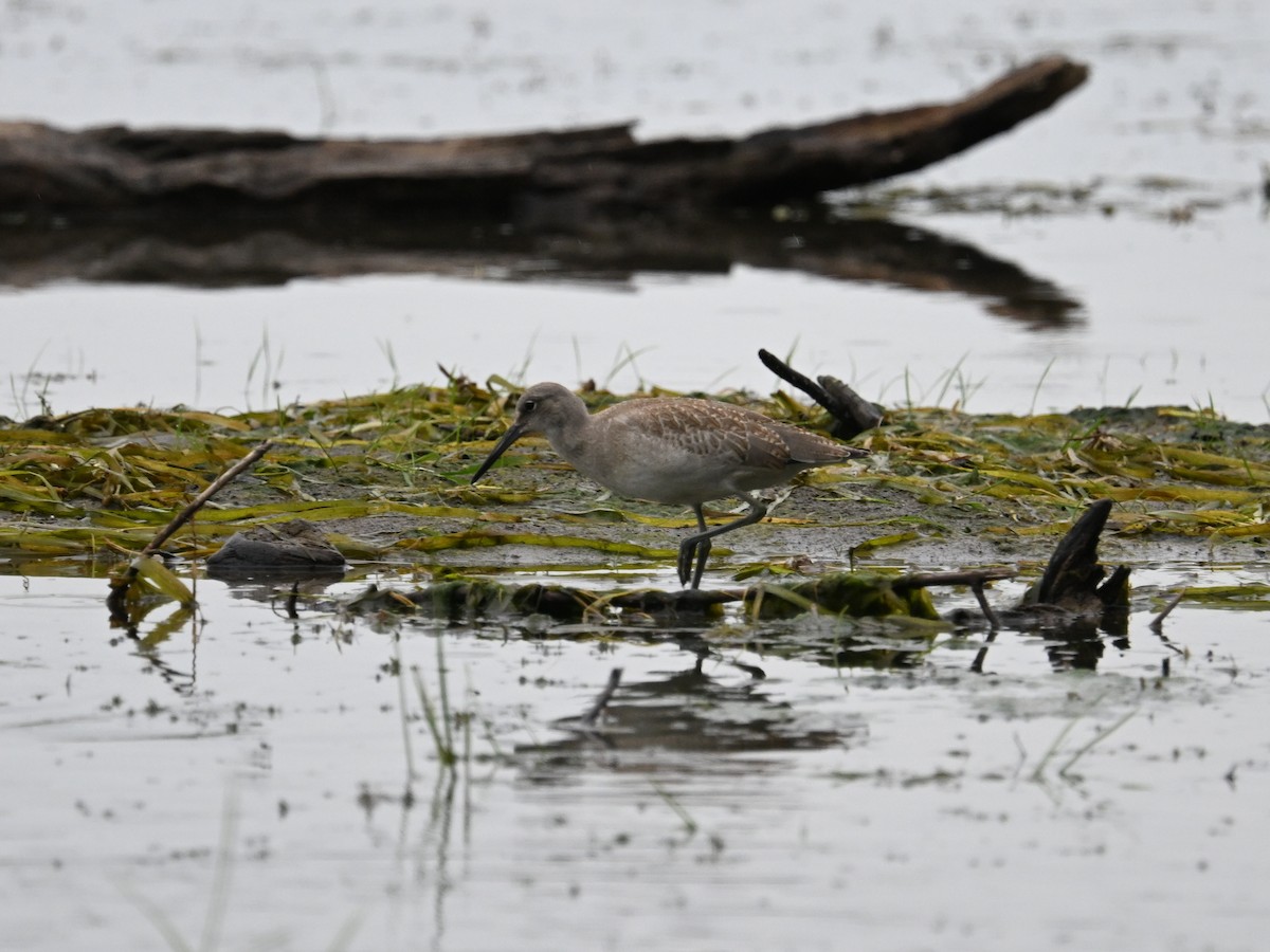 Willet - ML644491613