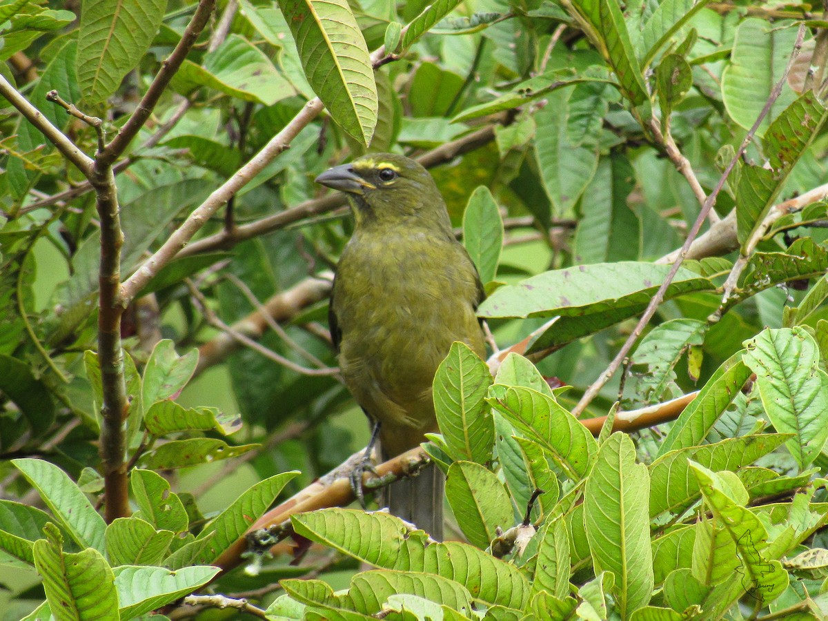 Kuzeyli Kurşuni Saltator - ML644491619