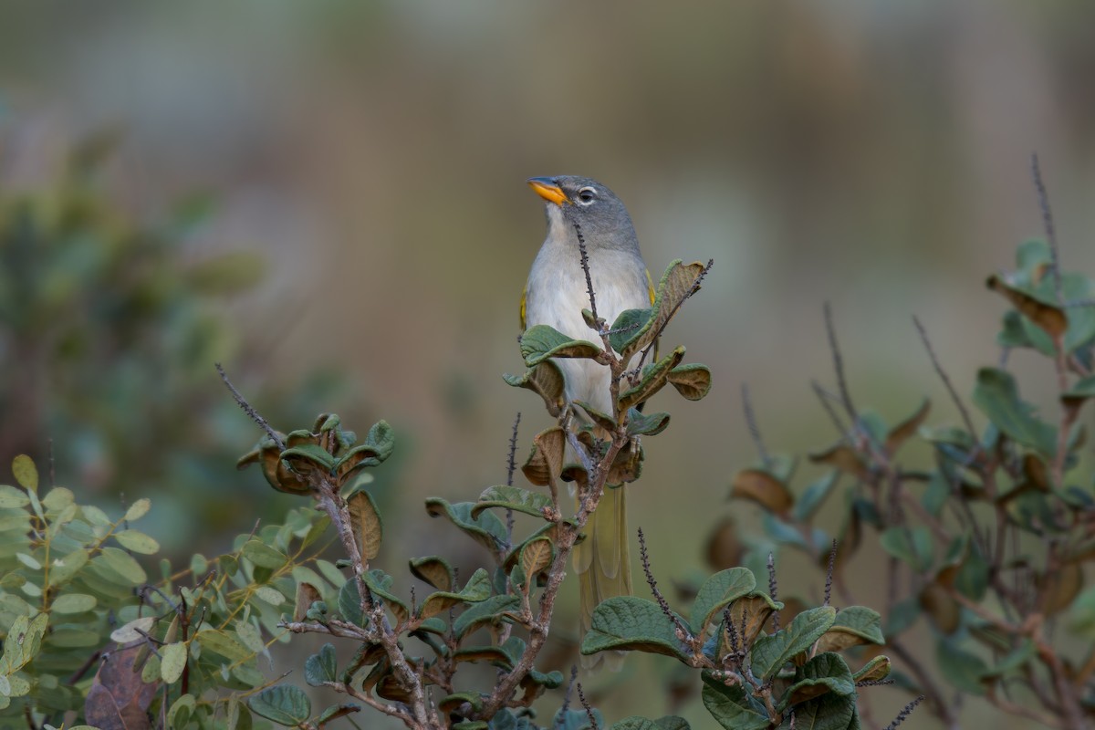 Pale-throated Pampa-Finch - ML644491643
