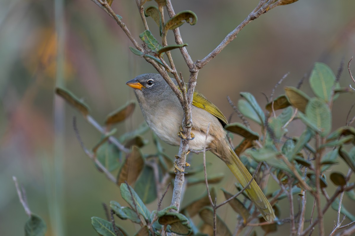 Pale-throated Pampa-Finch - ML644491644