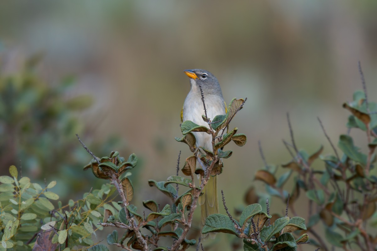Pale-throated Pampa-Finch - ML644491645