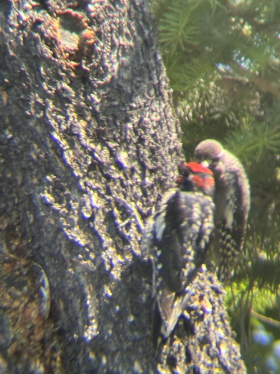 Red-naped Sapsucker - ML644491646