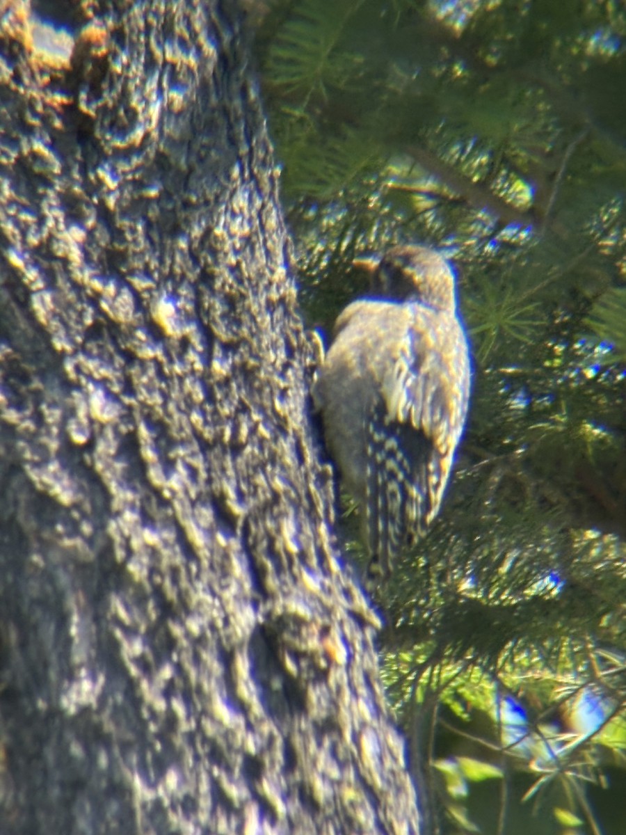 Red-naped Sapsucker - ML644491647