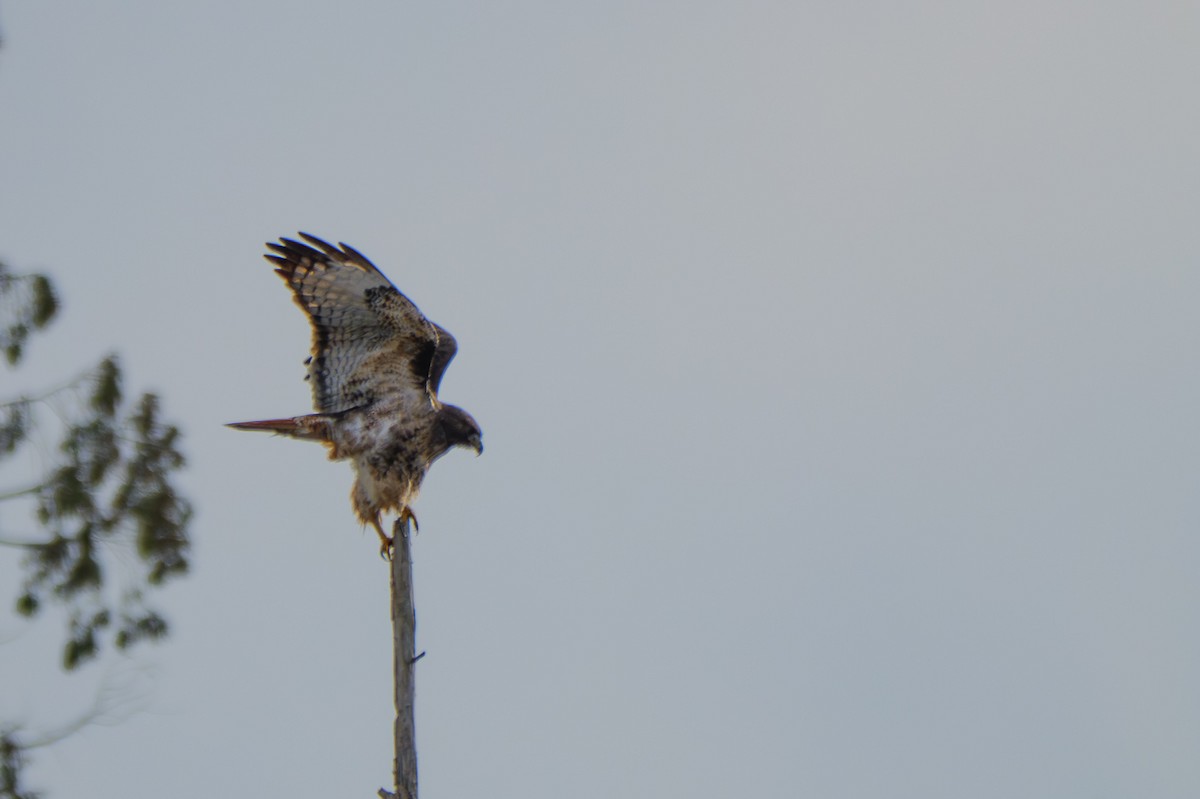 Red-tailed Hawk - ML644491656