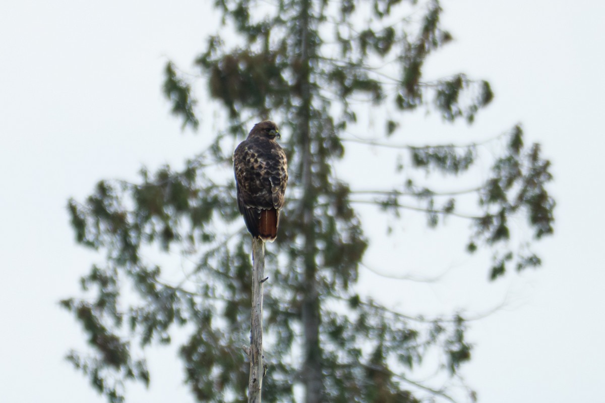 Red-tailed Hawk - ML644491657