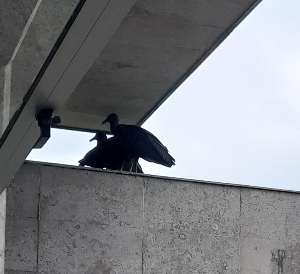 svartkondor - ML644491679