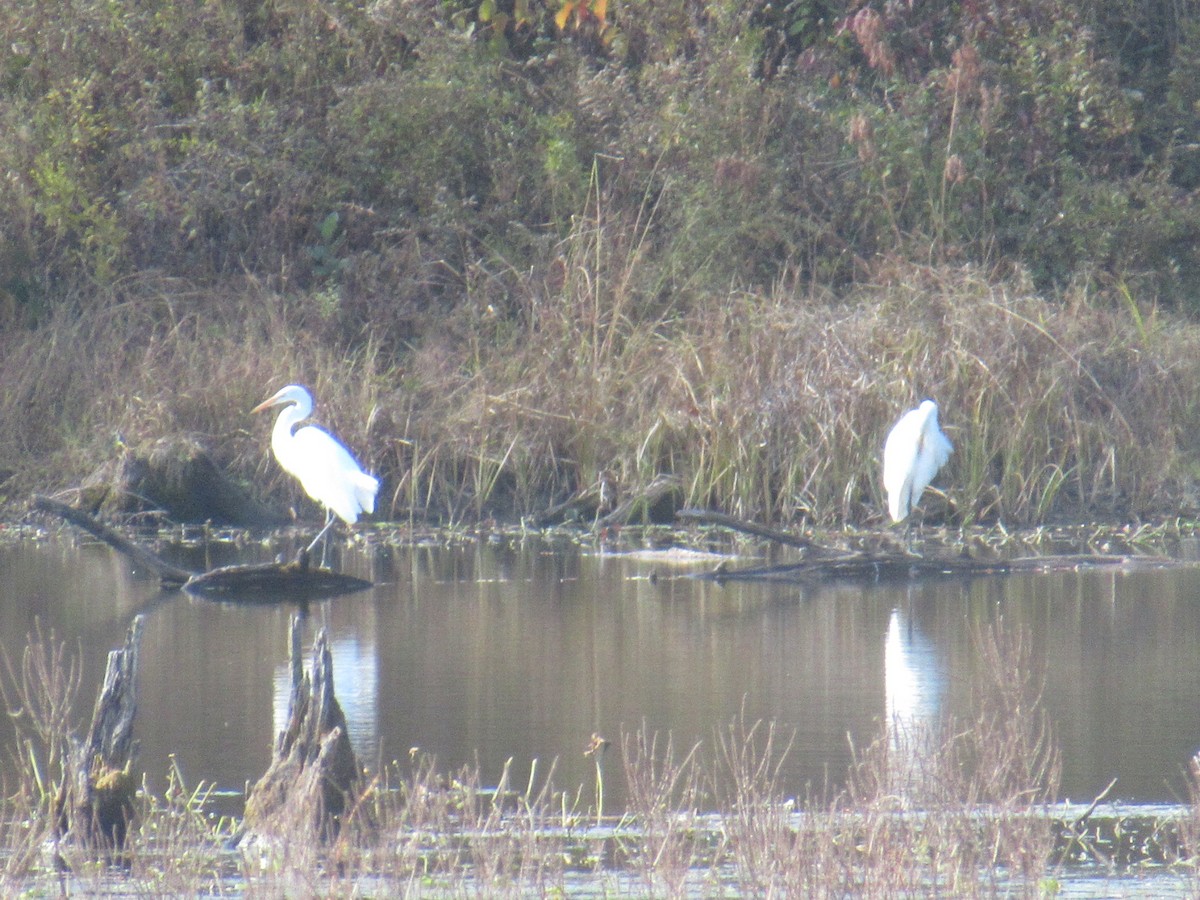 ダイサギ - ML644491682