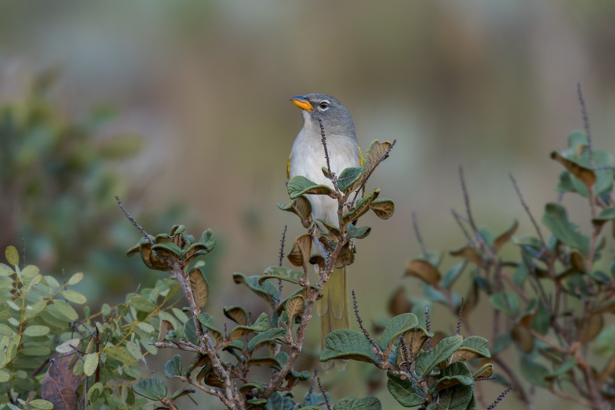 Pale-throated Pampa-Finch - ML644491683