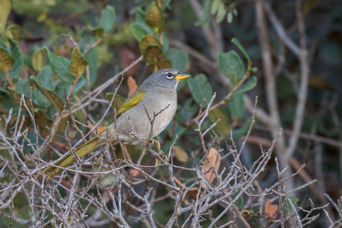 Pale-throated Pampa-Finch - ML644491684