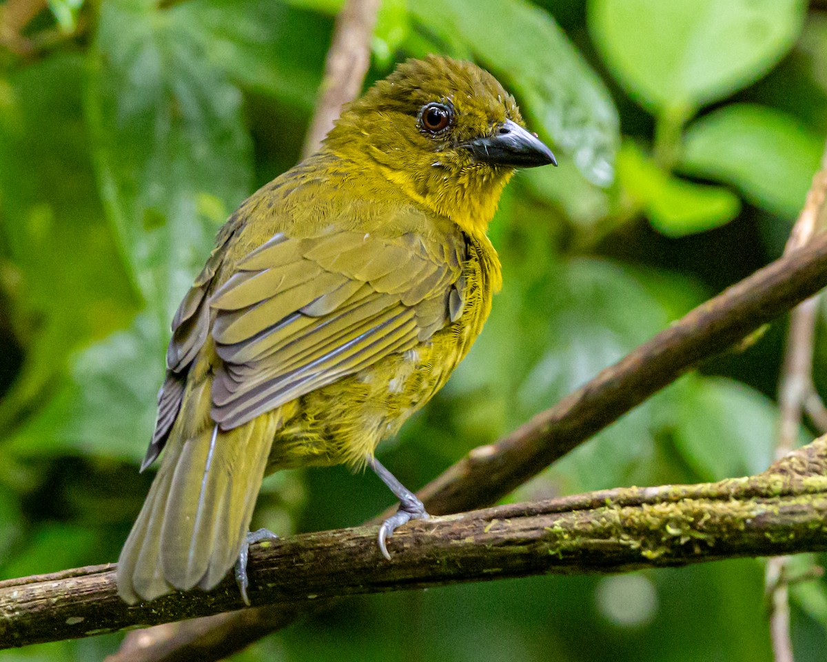 Carmiol's Tanager - ML644491685