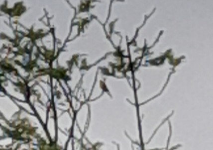 Saffron Finch - ML644491688