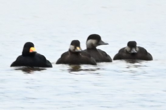 Black Scoter - ML644491689