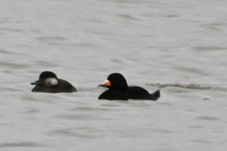 クロガモ - ML644491690