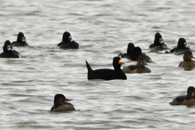 クロガモ - ML644491691