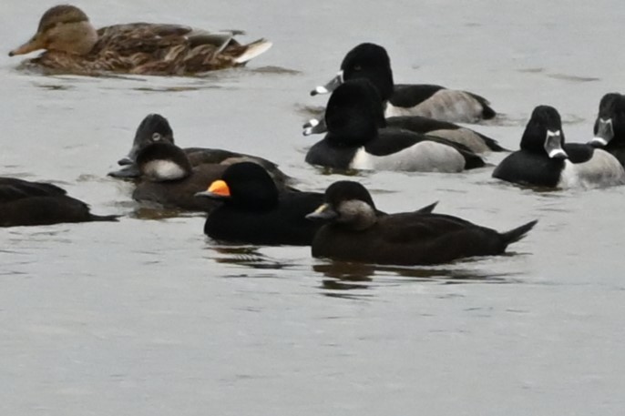 クロガモ - ML644491693