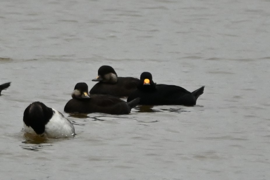 クロガモ - ML644491694