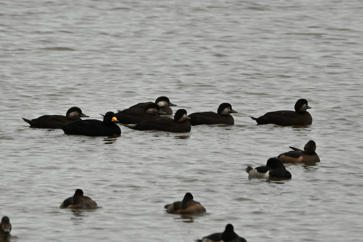 クロガモ - ML644491695