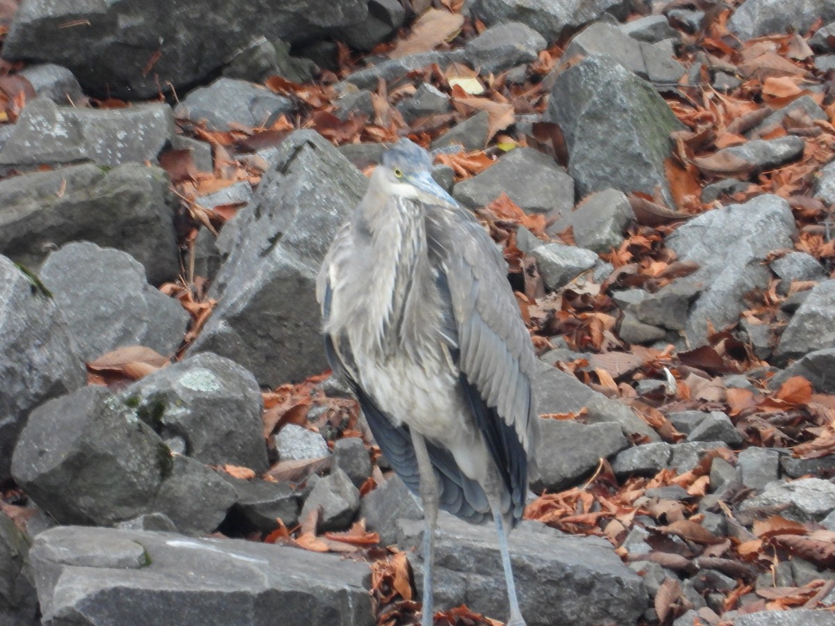 オオアオサギ - ML644491696