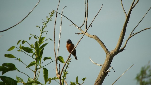 Rufous-rumped Seedeater - ML644491698