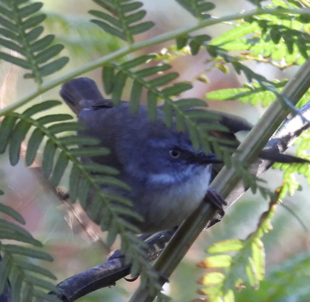 White-browed Scrubwren - ML644491699