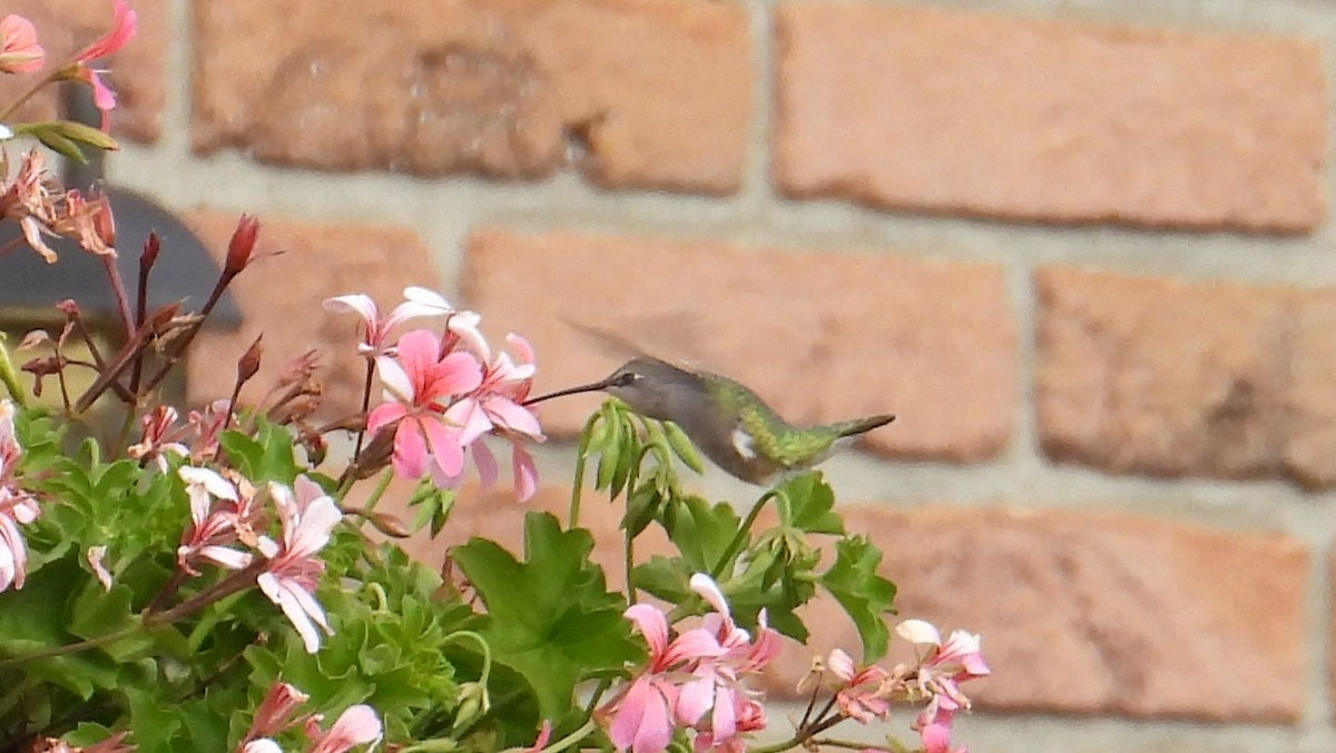 kalypta černobradá - ML644491700