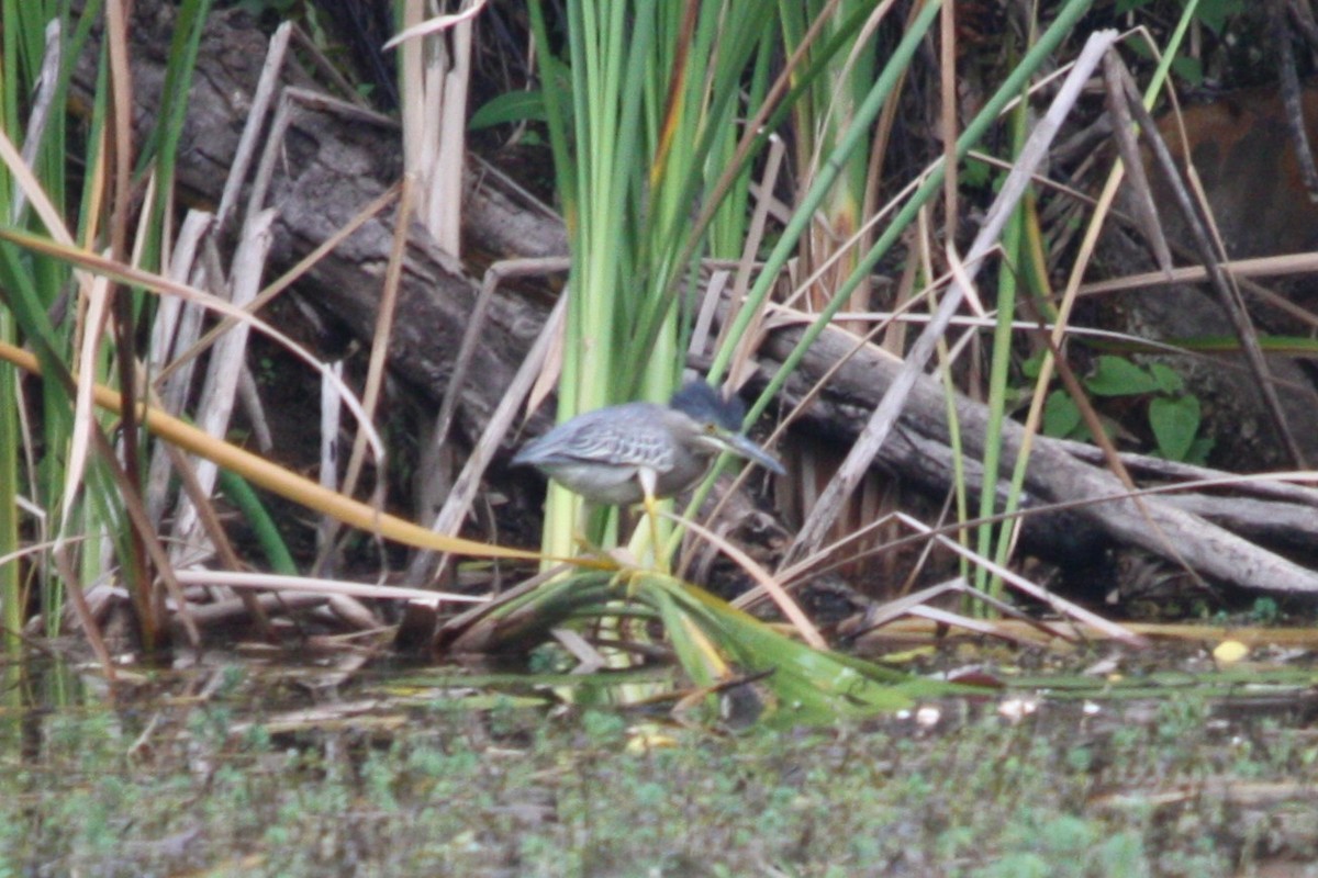 Least Bittern - ML644491703