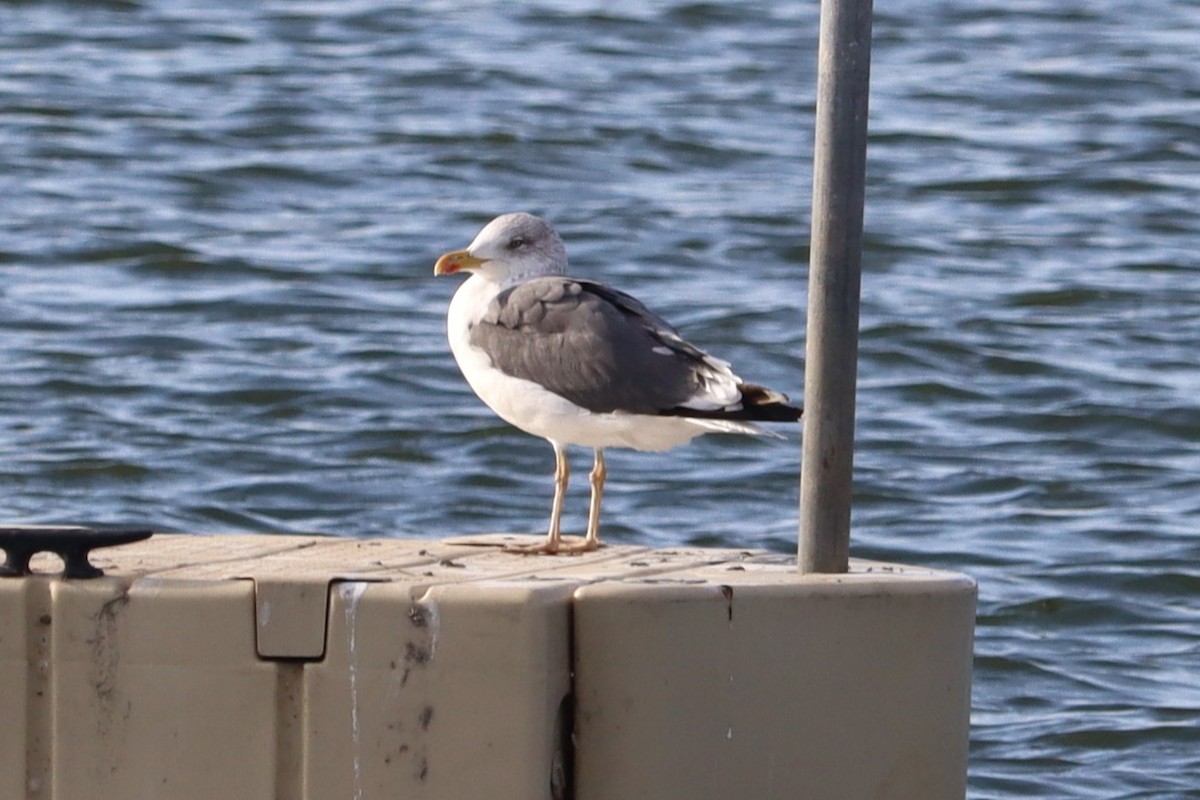 Бэсрэг цахлай - ML644491707