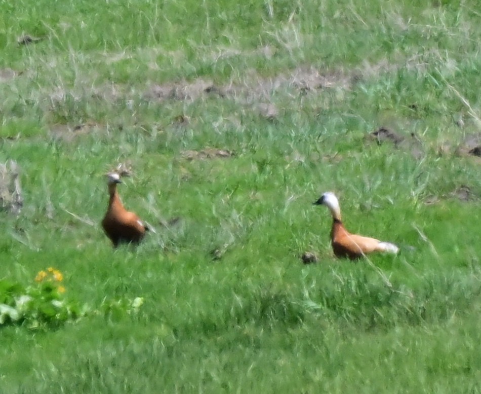 Ruddy Shelduck - ML644491709