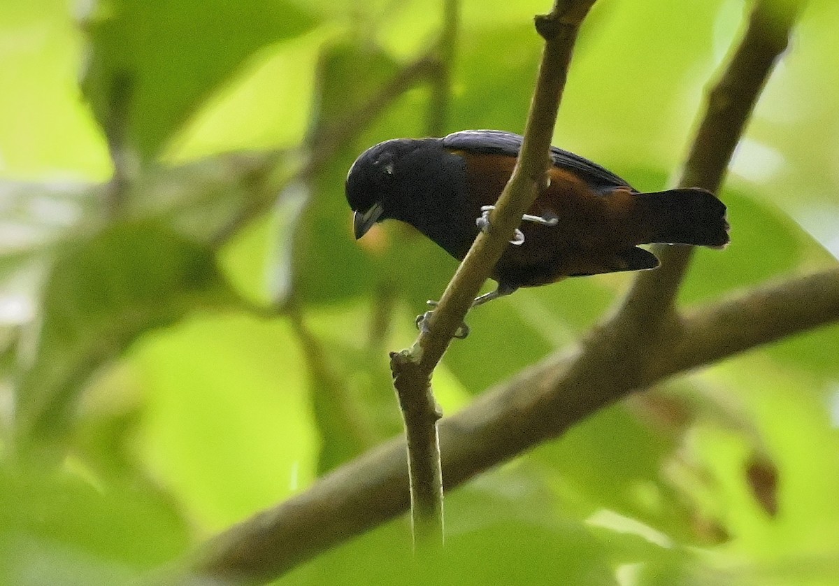 Chestnut-bellied Euphonia - ML644491712