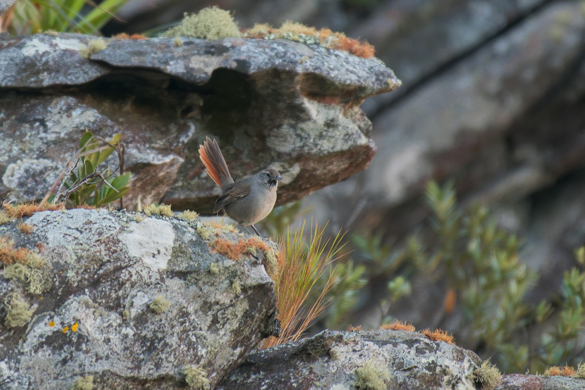 Sipo Sepetöreni - ML644491713