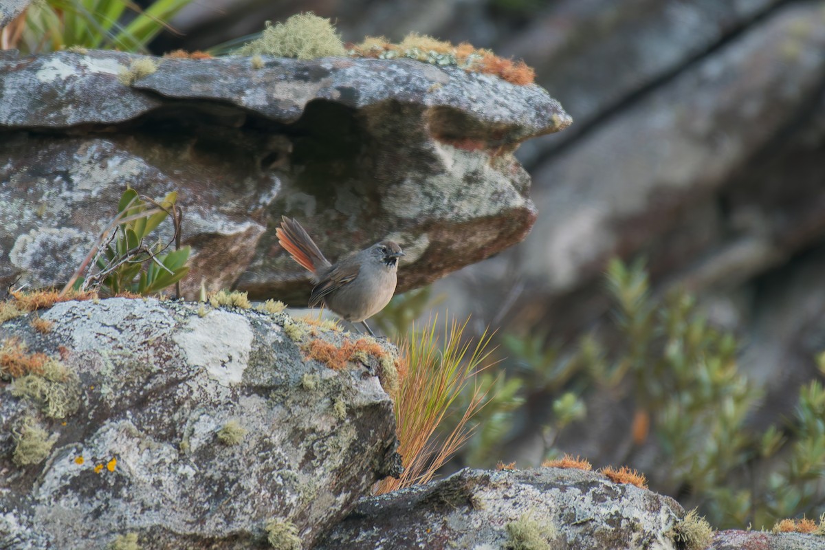 Synallaxe du Cipo - ML644491714