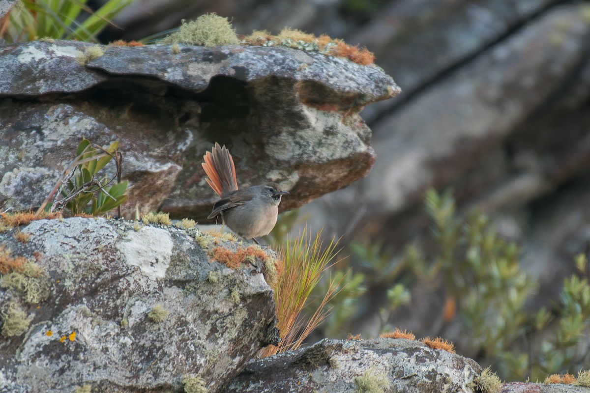 Sipo Sepetöreni - ML644491715