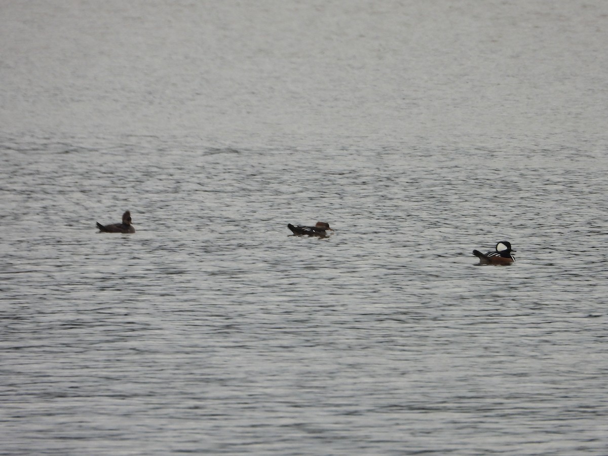 オウギアイサ - ML644491716