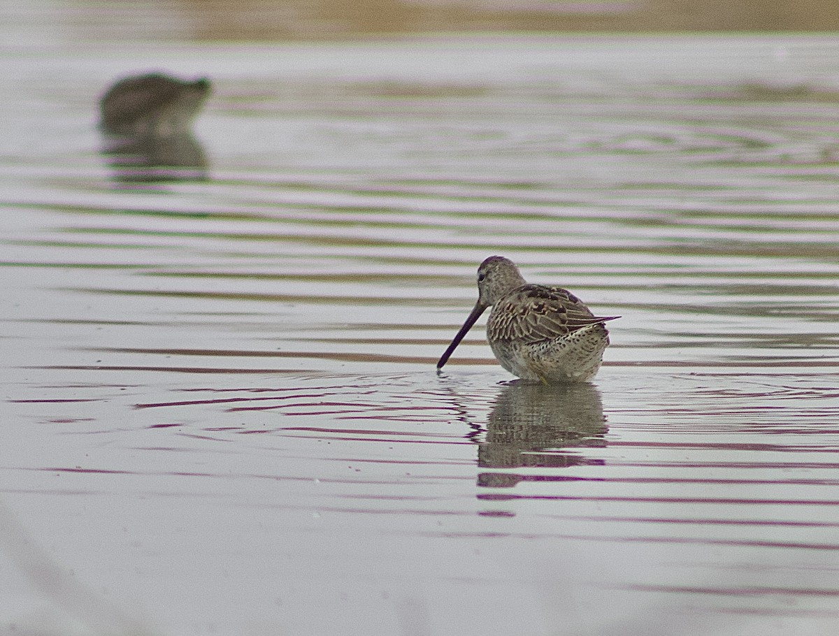 Long-billed Dowitcher - ML644491724
