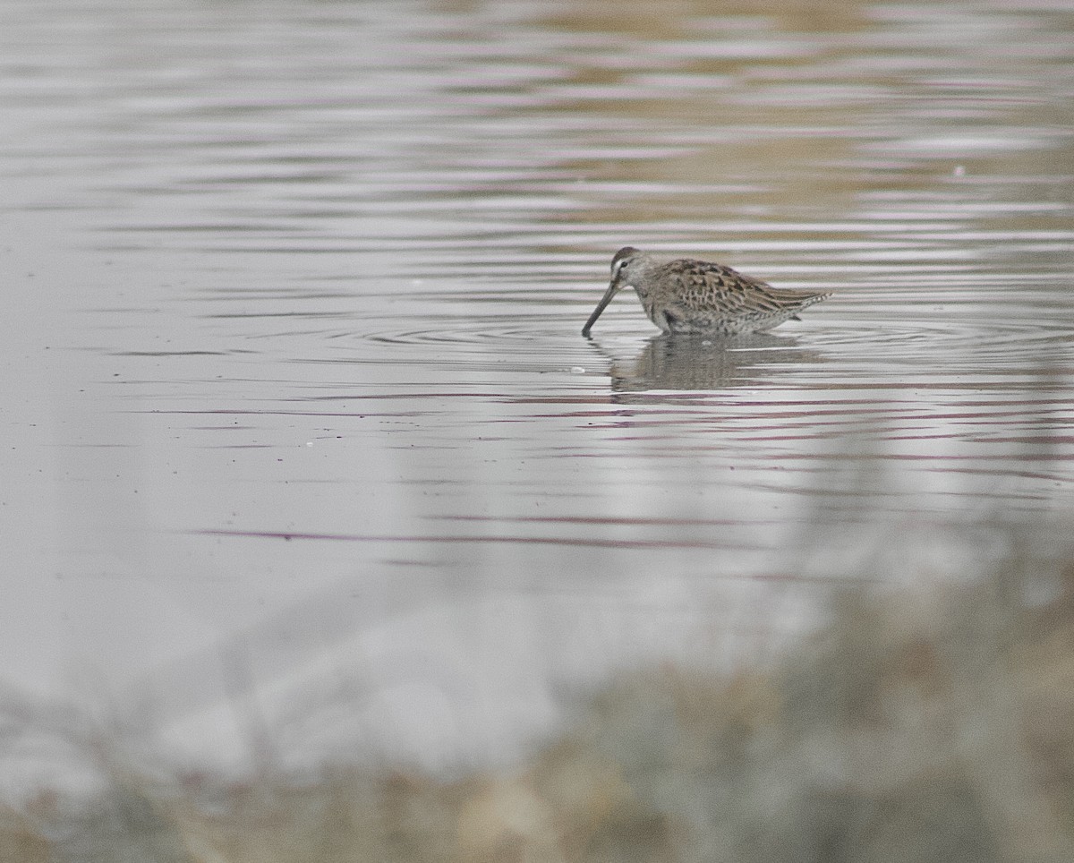Long-billed Dowitcher - ML644491725