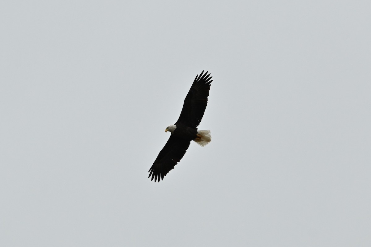 ハクトウワシ - ML644491726