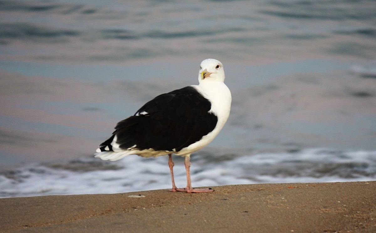 Great Black-backed Gull - ML644491733
