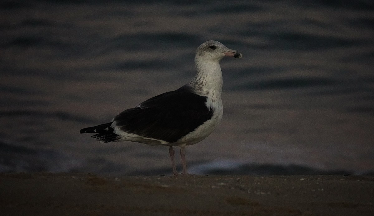 Great Black-backed Gull - ML644491734