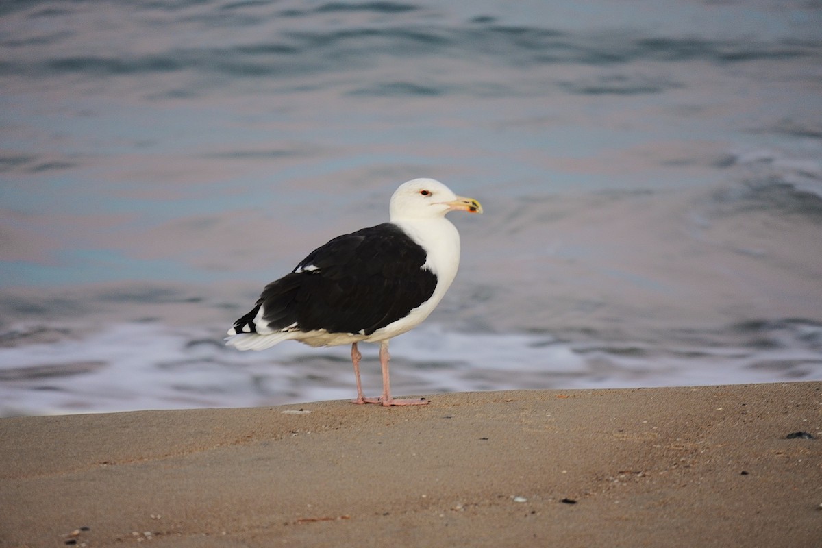Great Black-backed Gull - ML644491737