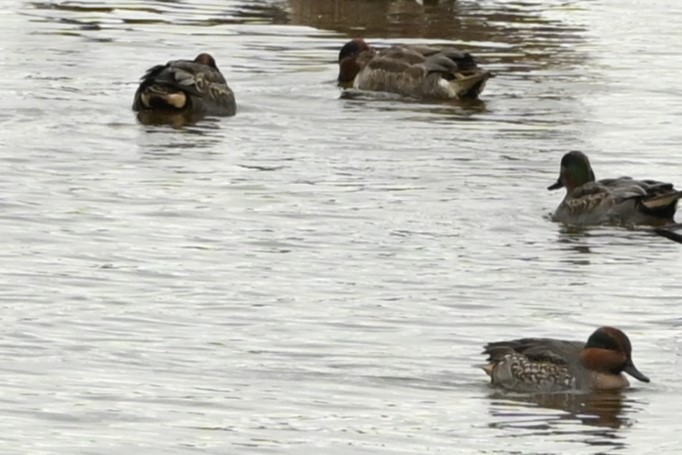 コガモ - ML644491747